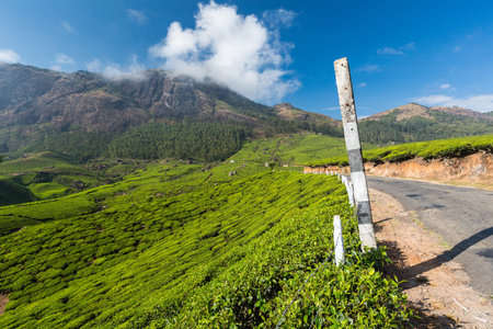 The road through plantations in India. Province Kerala