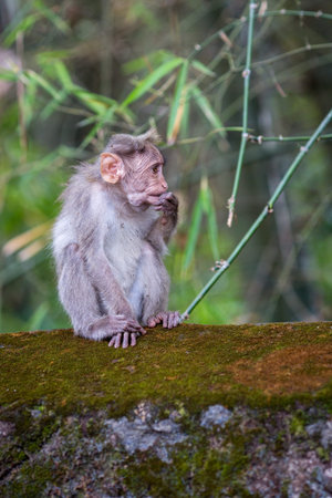 A monkey sits on the edge