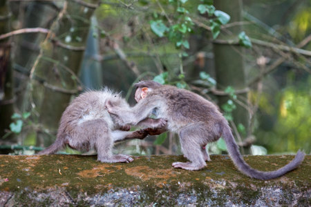 Two monkeys playing in the jungle