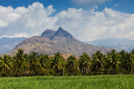 Kerala Agricultural neighborhood. South Indiaの写真素材