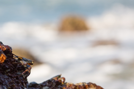 Crab on a rock in the Indian Oceanの写真素材