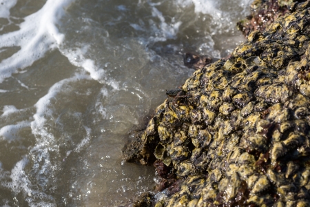 Crab on a rock in the Indian Oceanの写真素材