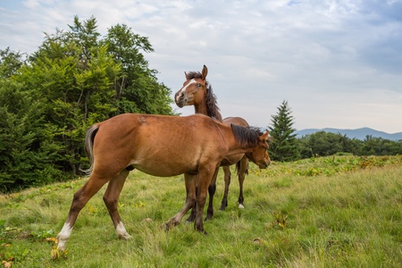 Summer panorama of Montenegrin mountain rangeの写真素材