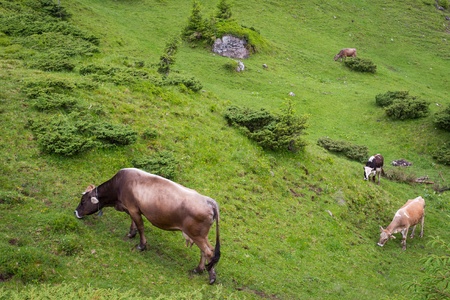 Cows grazing in the meadows of the Carpathianの写真素材