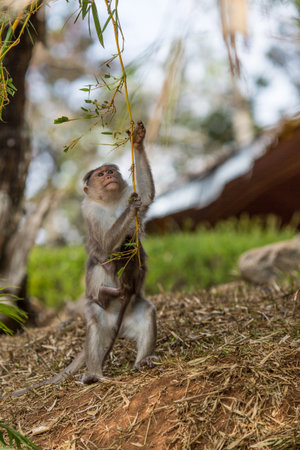 Family of monkeys in an Indian reserve