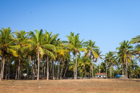 Hotels in Varkala, the coast of the Indian Oceanの写真素材