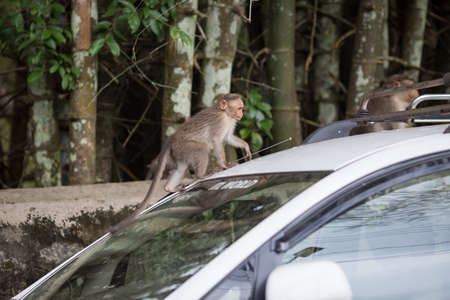 Monkeys on the car roofの写真素材