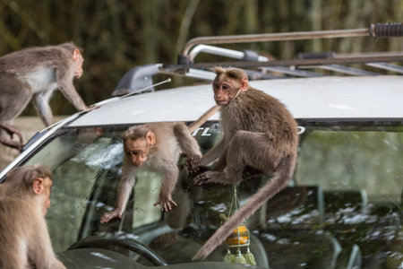Monkeys on the car on a city streetの写真素材