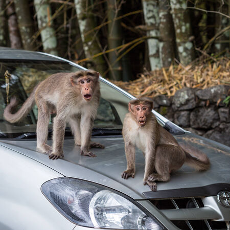 Monkeys on the car on a city streetの写真素材