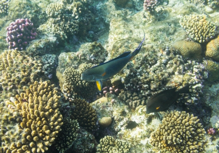 Sohal surgeonfish on background coral reefの写真素材