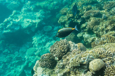 Sohal surgeonfish on background coral reef