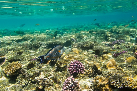Sohal surgeonfish on background coral reefの写真素材