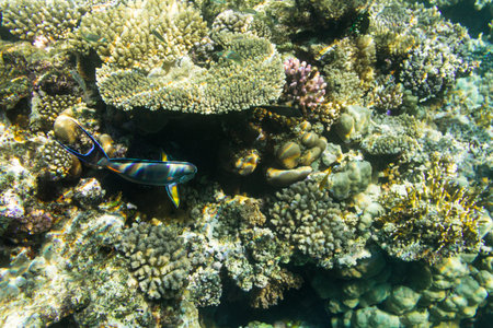 Sohal surgeonfish on background coral reef