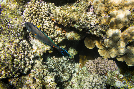 Sohal surgeonfish on background coral reef