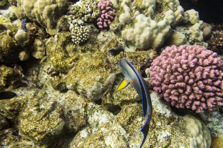 Sohal surgeonfish on background coral reefの写真素材