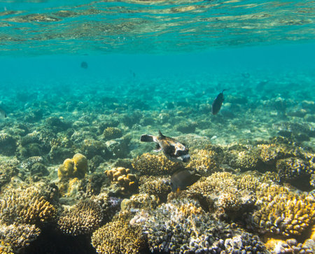 Arothron diadematus on coral reef