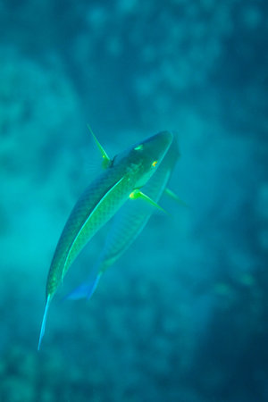 Rusty Parrot fish on coral reef
