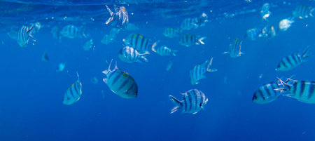 Sergeant major fish