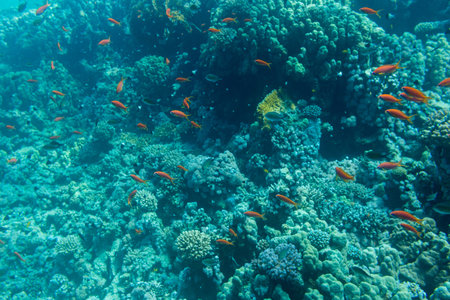 Red tropical fish on a background of a coral reef of the Red Sea