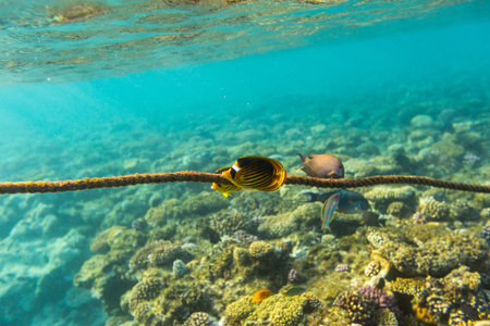 Butterflyfish on a coral reef of the Red Sea