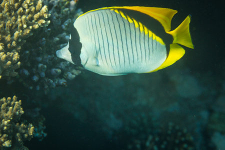 Butterflyfish on a coral reef of the Red Sea