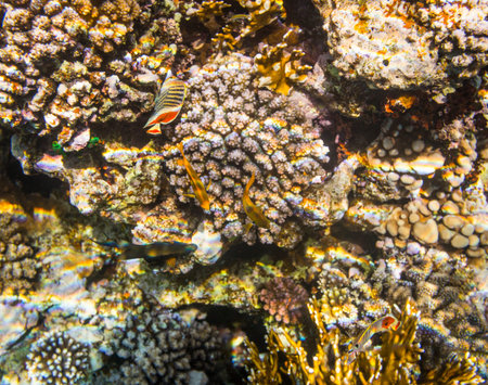 Diving in Sharm El Sheikh