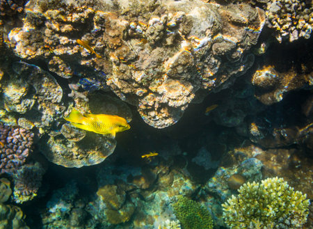 Diving in Sharm El Sheikh