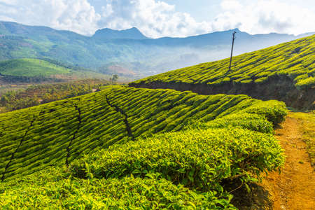Tea plantations in India. Province Keralaの写真素材