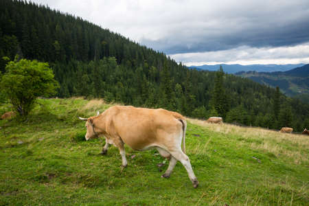 Cows on a farm in the Ukrainian Carpathiansの写真素材