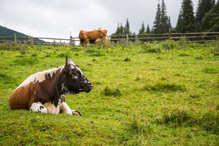 Cows on a farm in the Ukrainian Carpathiansの写真素材