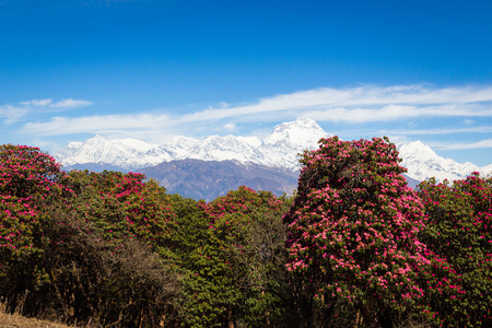 Panorama of the Himalayas on the tracking to the  Annapurna base campの写真素材