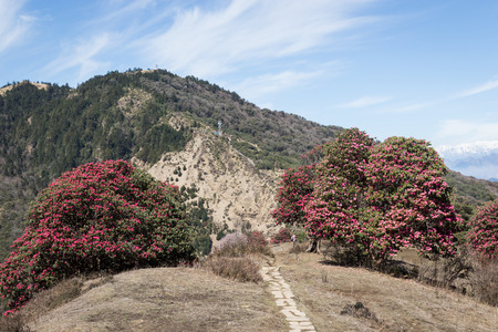 Panorama of the Himalayas on the tracking to the  Annapurna base campの写真素材