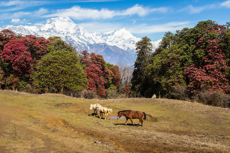 Horse in the mountains of Nepal on the track to the base camp of Annapurnaの写真素材