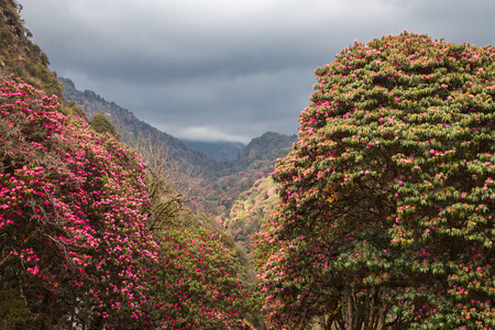 Panorama of the Himalayas on the tracking to the  Annapurna base campの写真素材