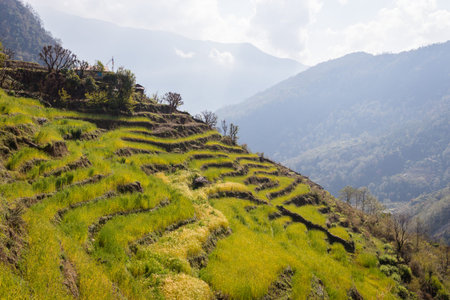 Terraced rice fields in Nepal