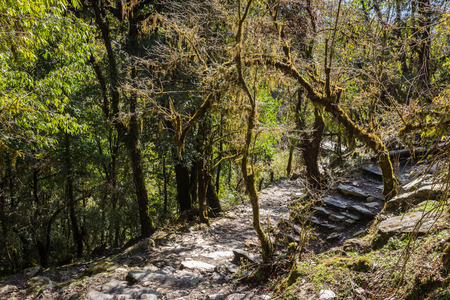 Steps on the track to the base camp of Annapurna. Nepal.の写真素材