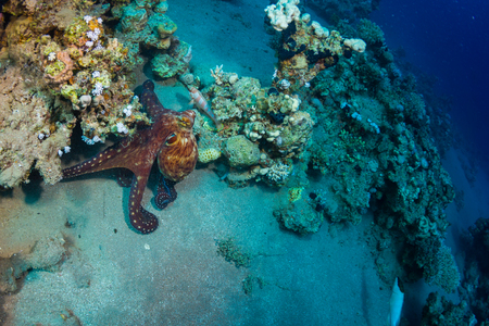 Octopus at the bottom of the Red Sea.の写真素材