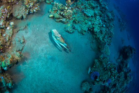 Octopus at the bottom of the Red Sea.の写真素材