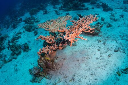 Tropical fish on background of a coral reefの写真素材