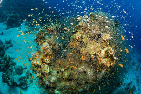 Tropical fish on background of a coral reefの写真素材