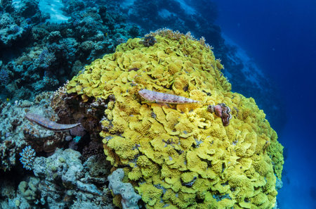 Tropical fish on background of a coral reef