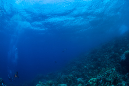 Tropical fish on background of a coral reefの写真素材