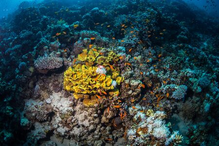 Tropical fish on background of a coral reefの写真素材