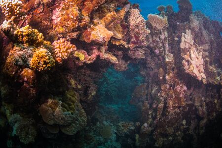 Tropical fish on background of a coral reefの写真素材