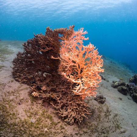 Tropical fish on background of a coral reef