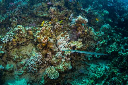 Pipefish on background coral reefの写真素材