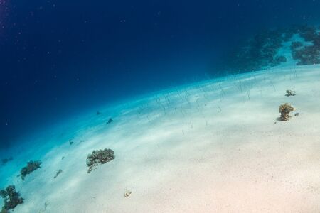 Field of eels at the bottom of the Red Seaの写真素材