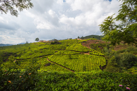 Tea plantations in India. Province Kerala