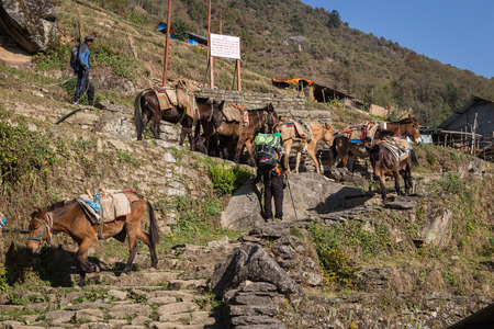 NARCHYANG, NEPAL-MARCH 19: Himalayas people 19, 2015 in Narchyang, Nepal. People on the track to the Annapurna Base Camp.のeditorial素材
