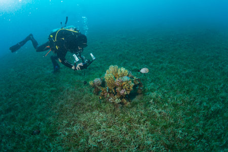 Diver on the reaf of Red seaの写真素材